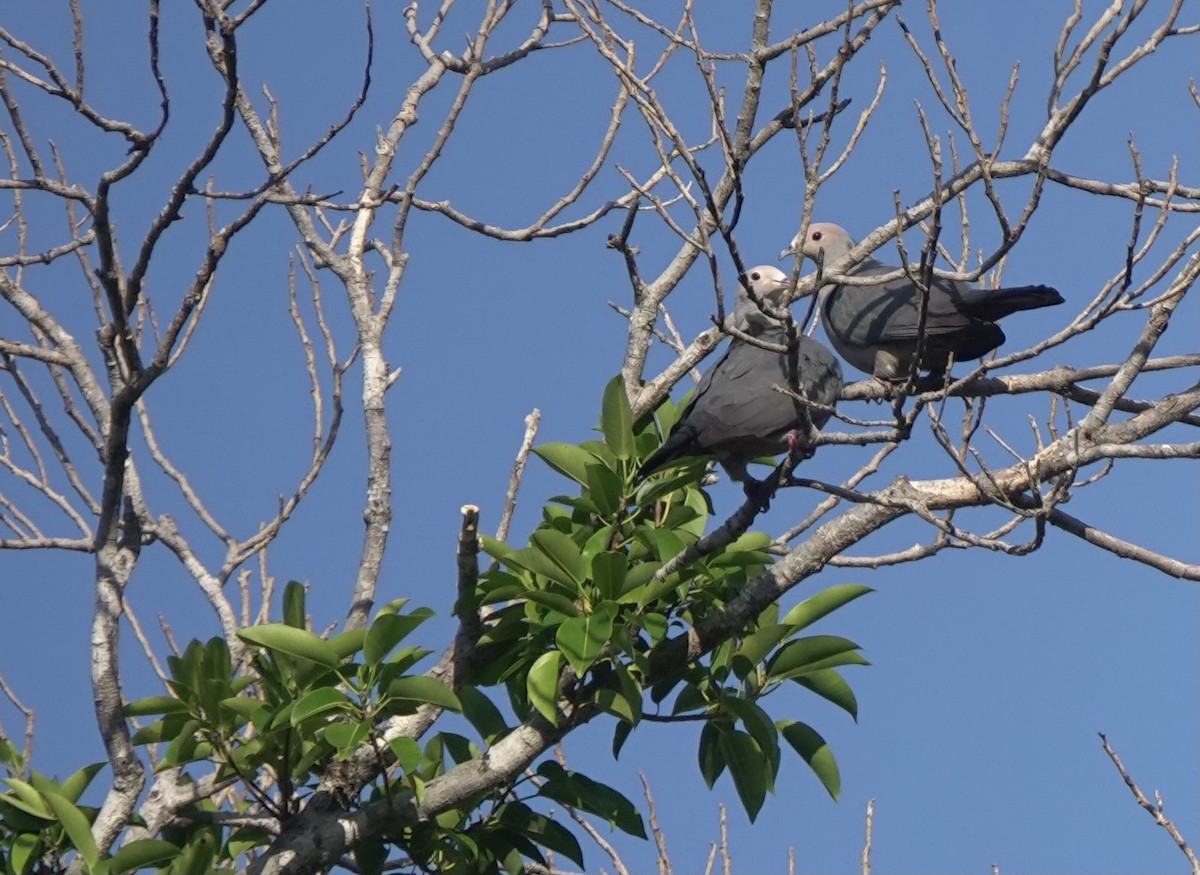 Pink-headed Imperial-Pigeon - ML626523781