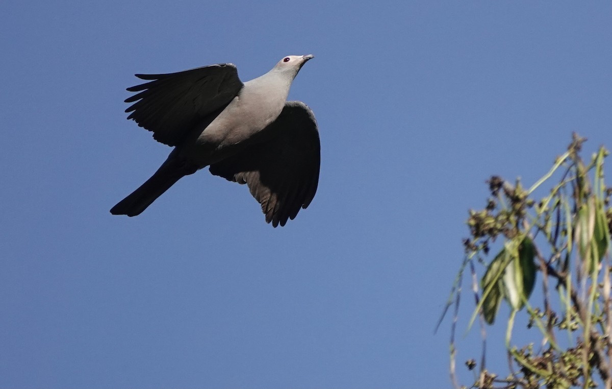 Pink-headed Imperial-Pigeon - ML626523782