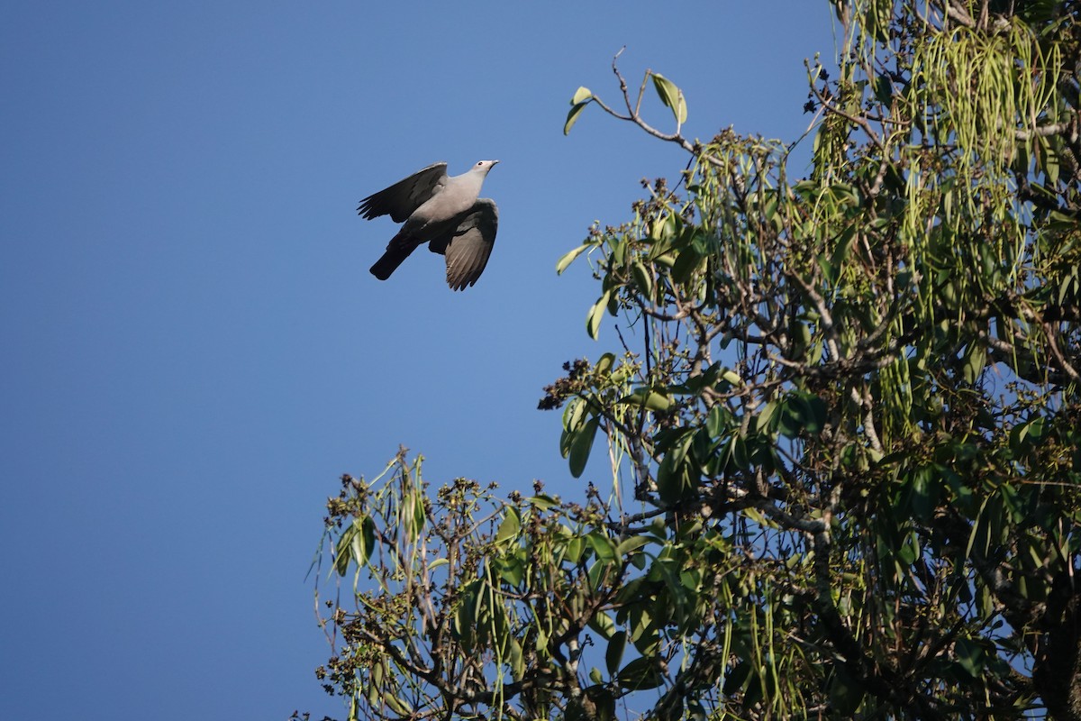 Pink-headed Imperial-Pigeon - ML626523783