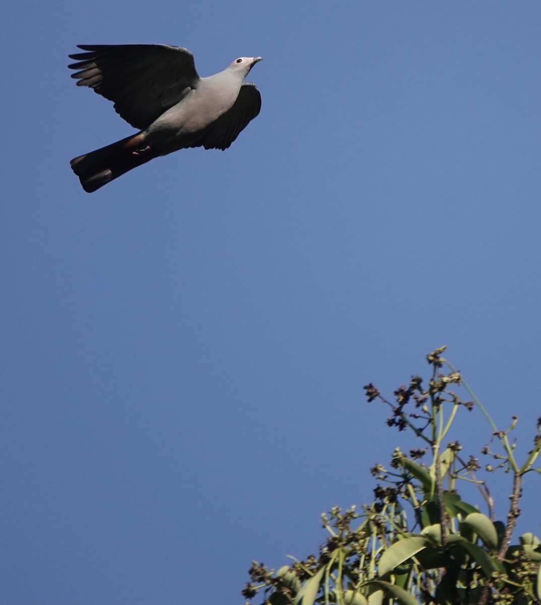 Pink-headed Imperial-Pigeon - ML626523784