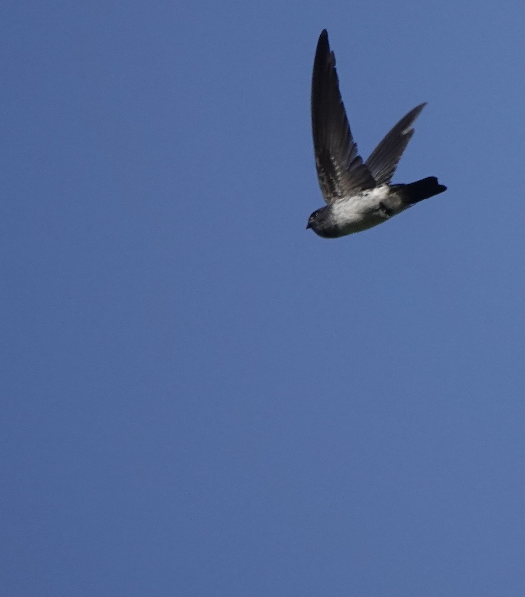 Drab Swiftlet - ML626523785