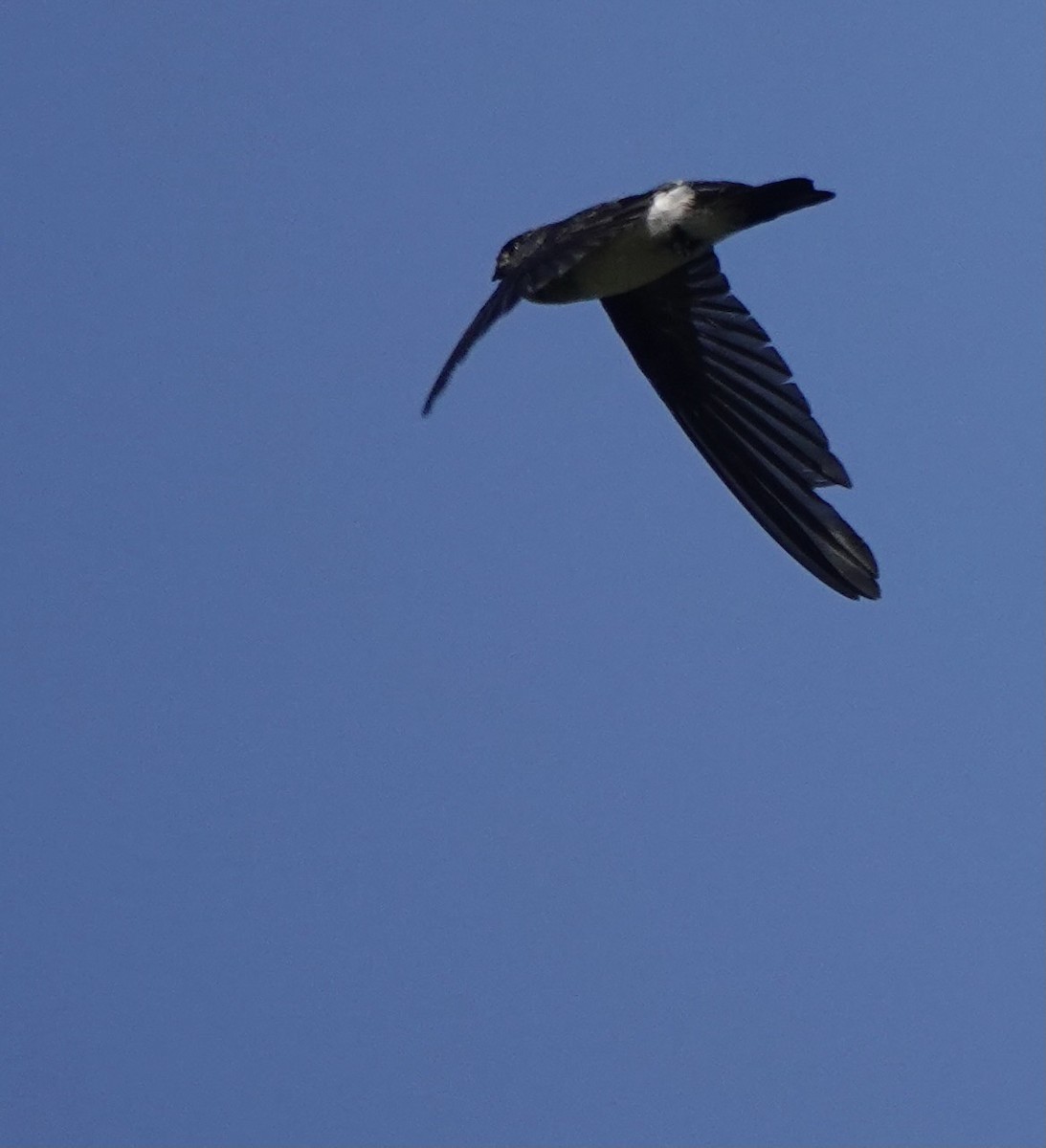 Drab Swiftlet - ML626523786