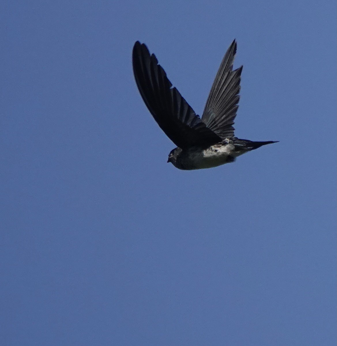 Drab Swiftlet - ML626523787