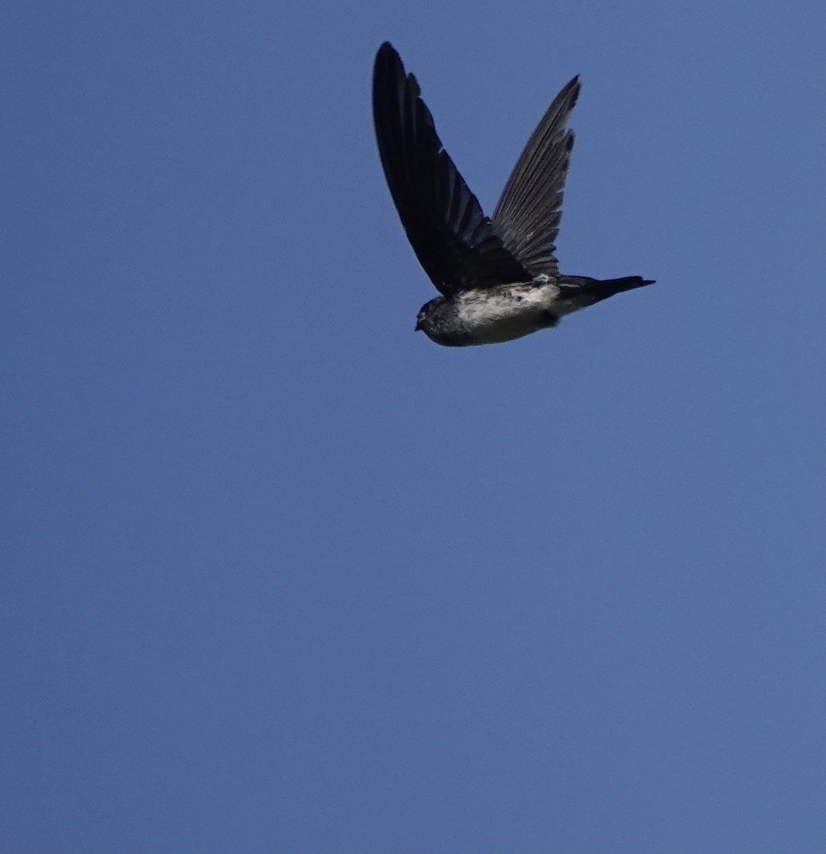 Drab Swiftlet - ML626523788