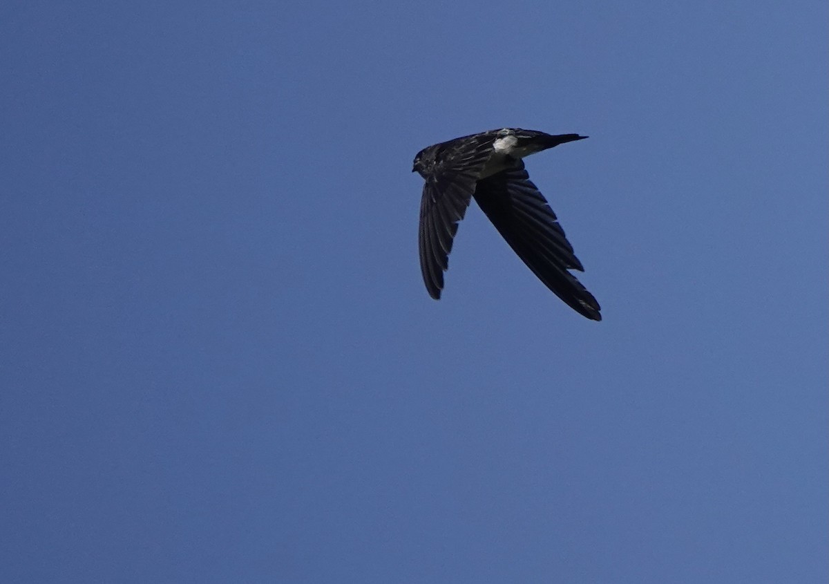 Drab Swiftlet - ML626523789