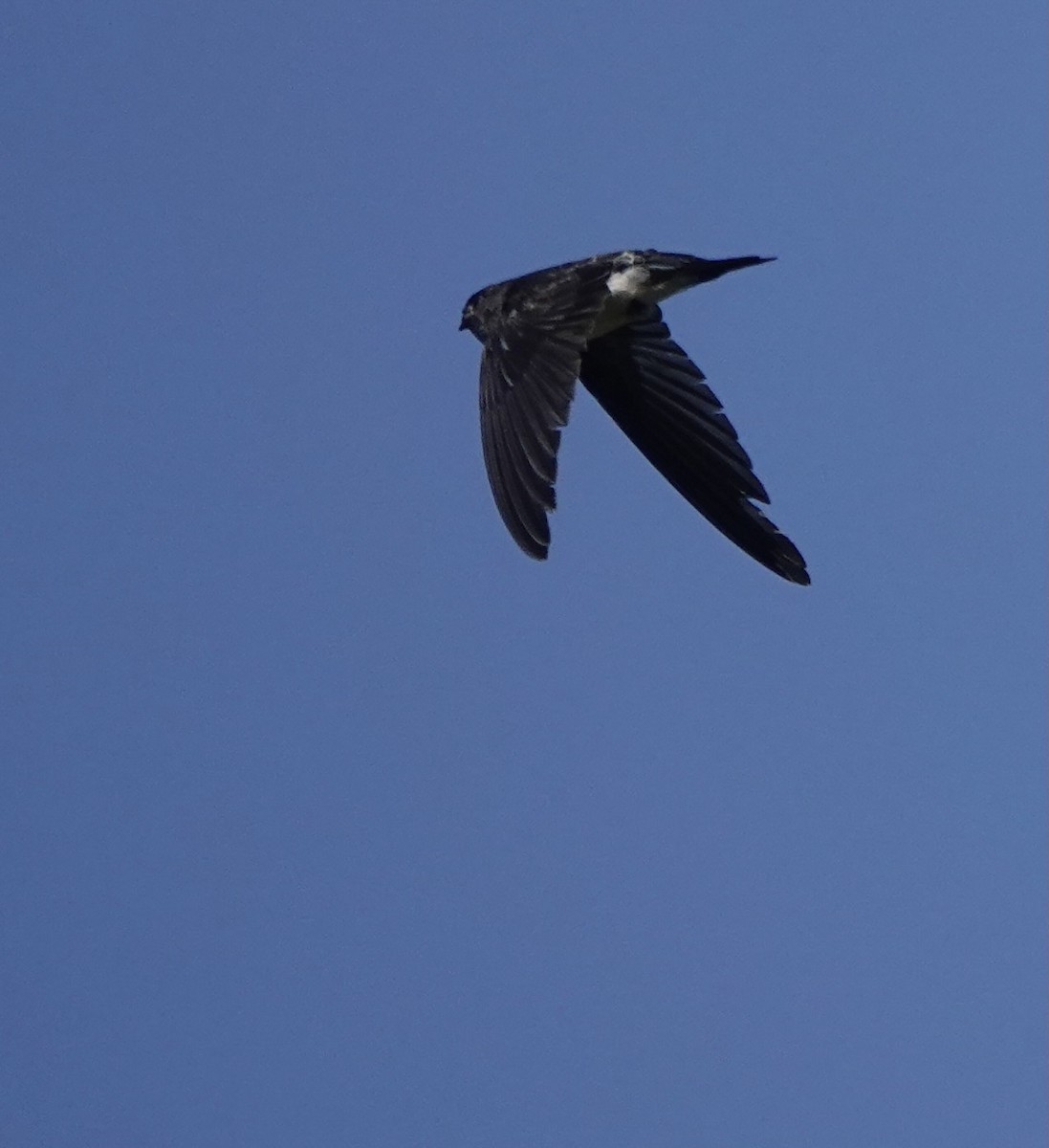 Drab Swiftlet - ML626523790