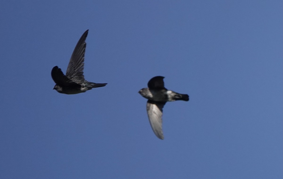 Drab Swiftlet - ML626523791