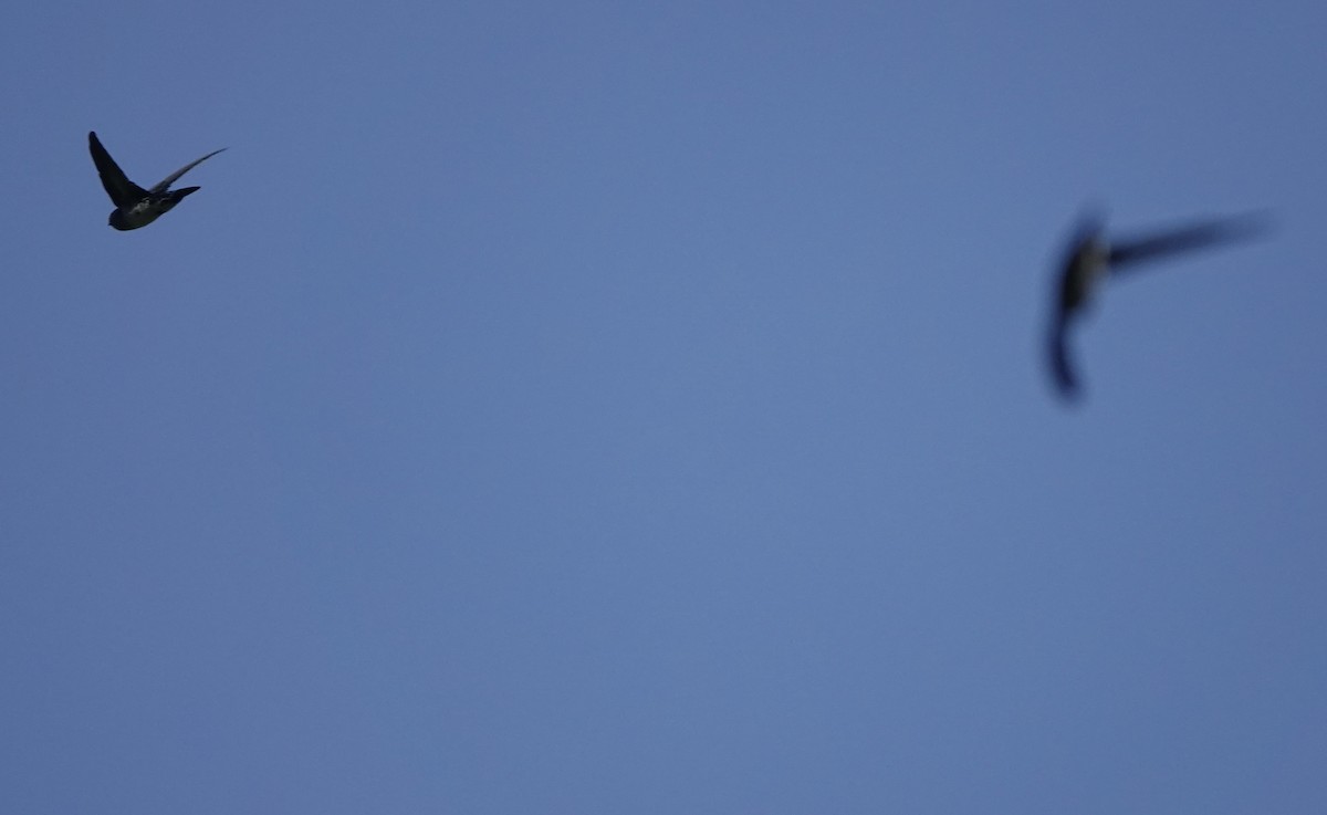 Drab Swiftlet - ML626523792