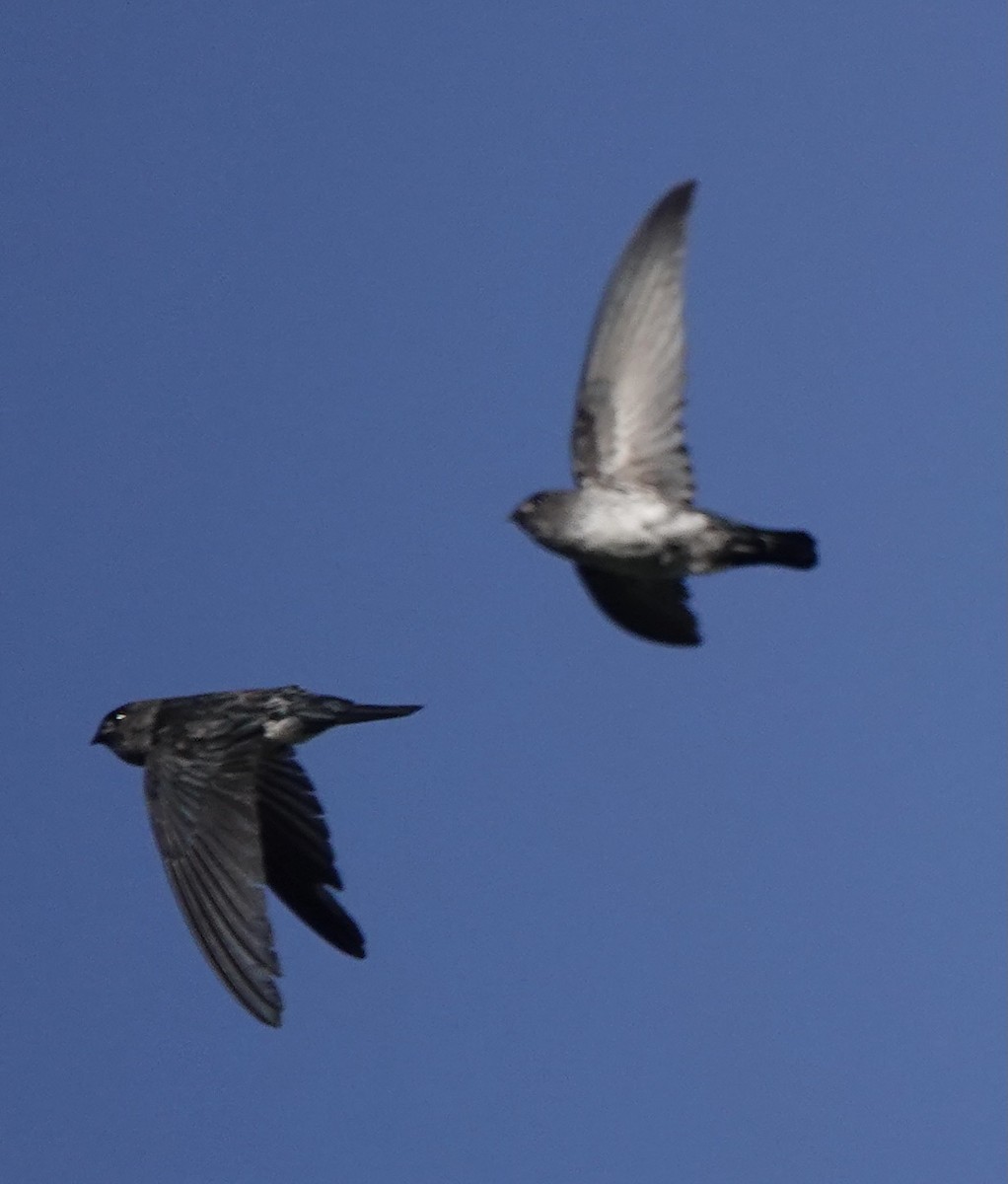 Drab Swiftlet - ML626523793