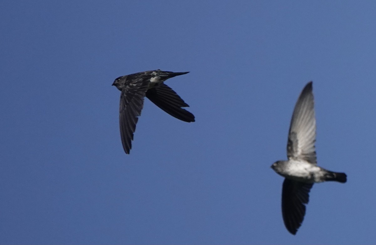 Drab Swiftlet - ML626523794