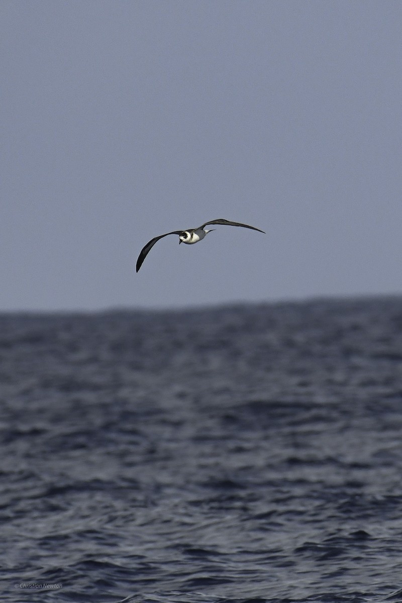 Black-capped Petrel - ML626523841