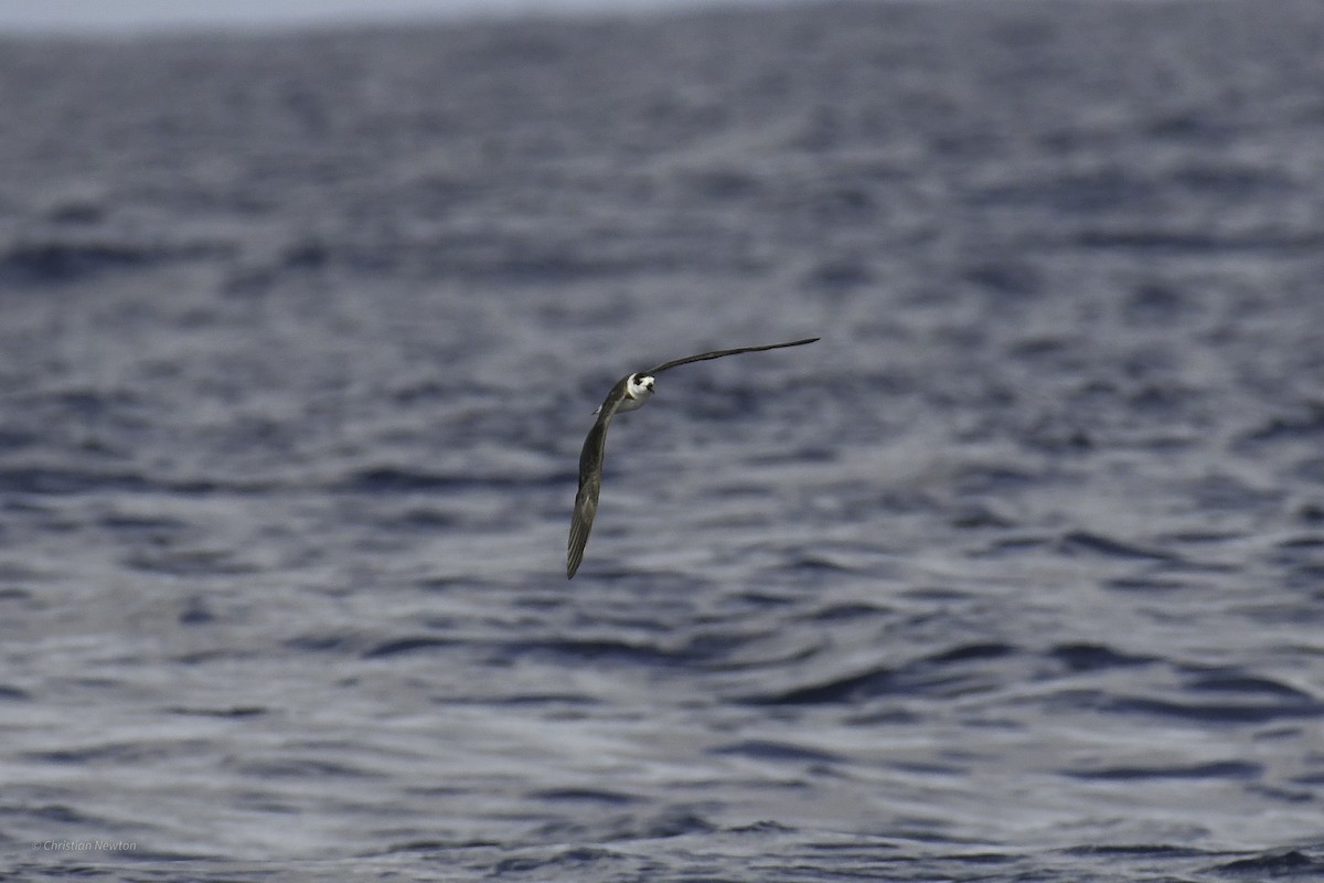 Black-capped Petrel - ML626523842