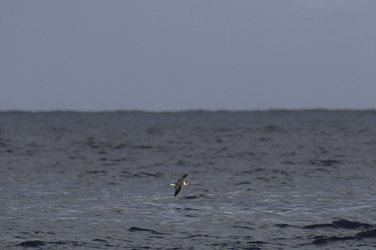 Black-capped Petrel - ML626523874