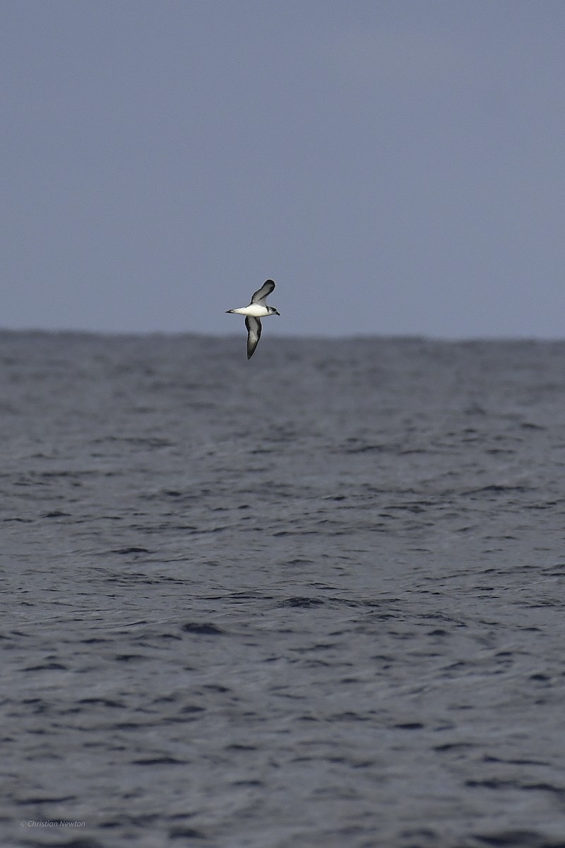 Black-capped Petrel - ML626523876