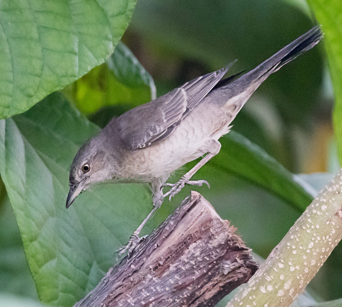 Barred Warbler - ML626523929