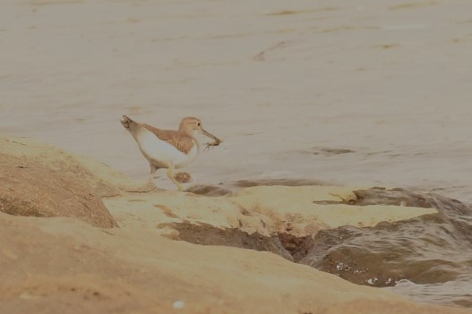 Common Sandpiper - ML626523930