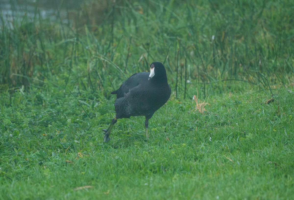 American Coot - ML626523931