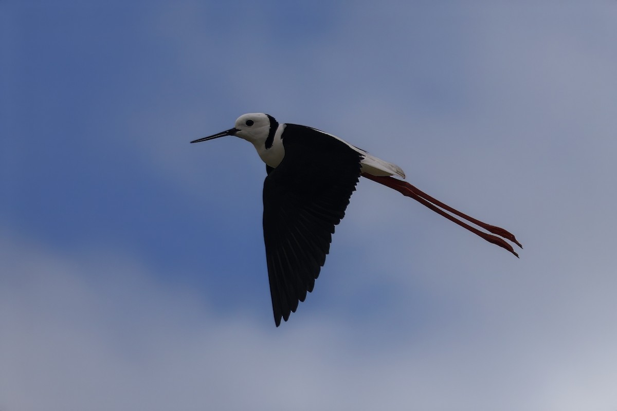 Pied Stilt - ML626523932