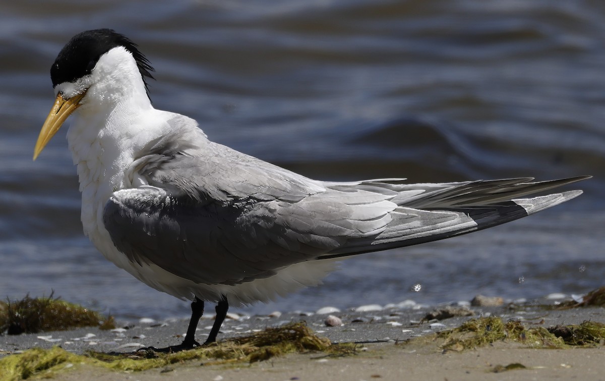 Great Crested Tern - ML626523933