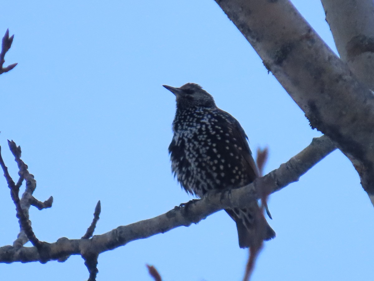 European Starling - ML626523935