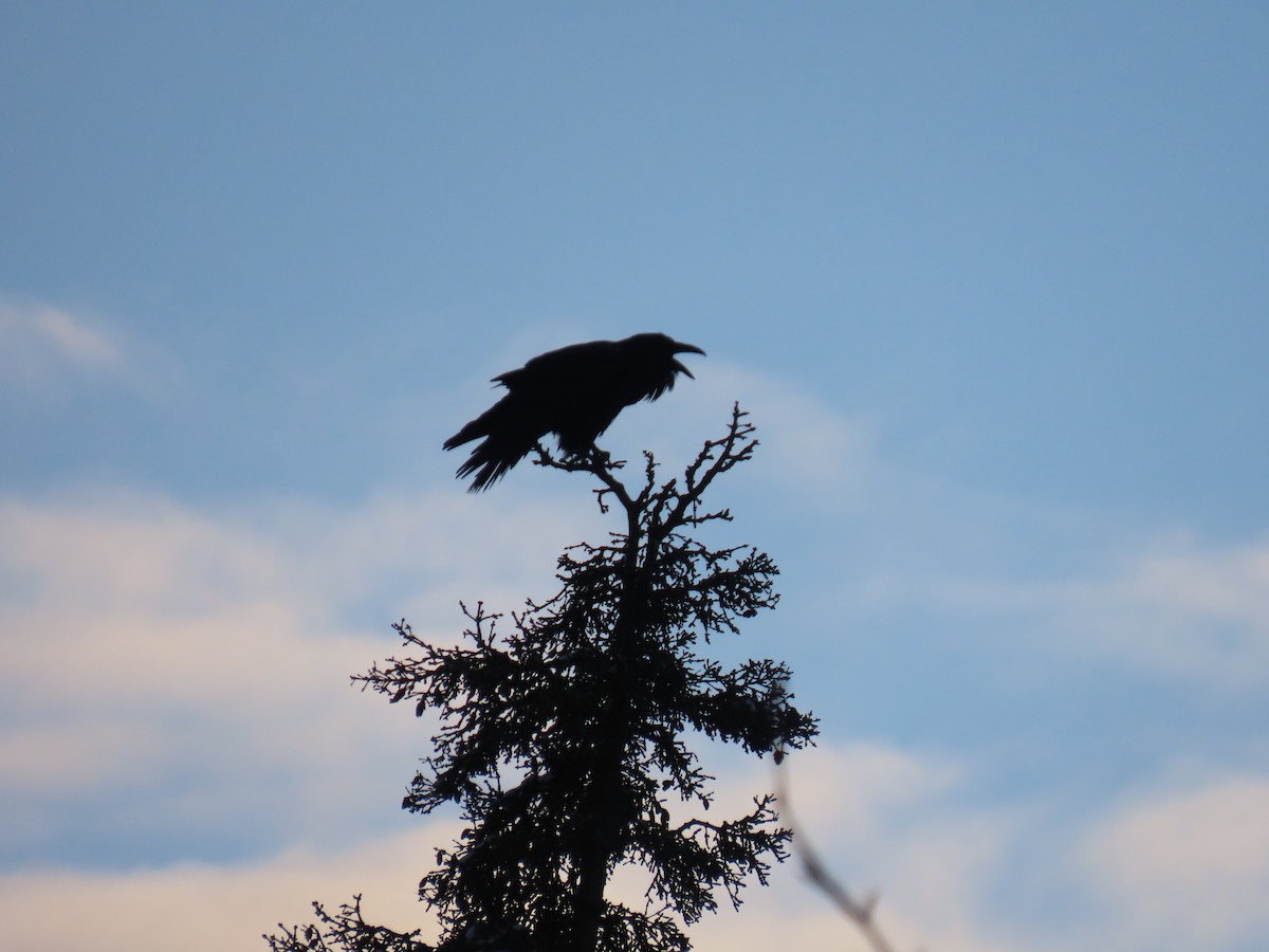 Common Raven - ML626523936