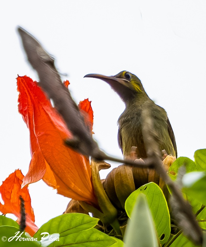 Yellow-eared Spiderhunter - ML626523937