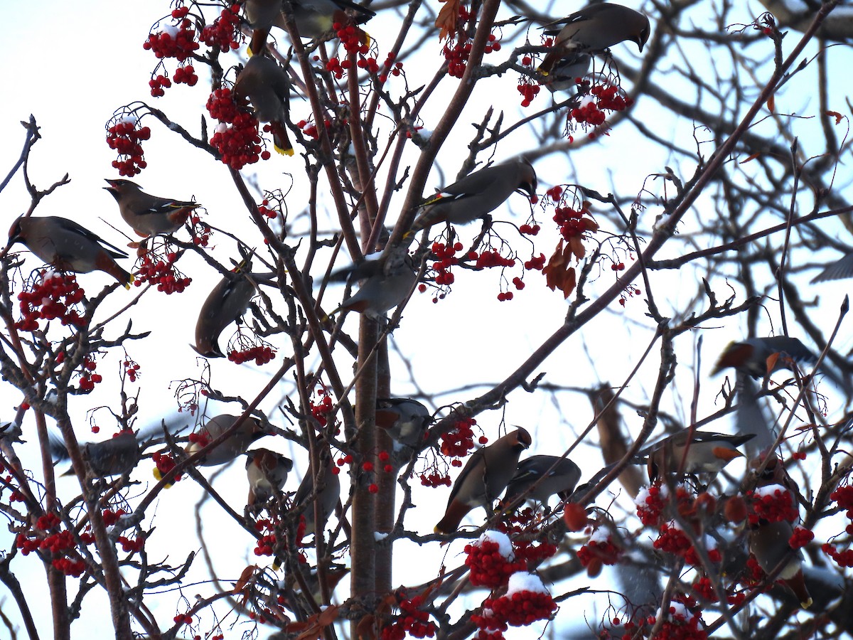 Bohemian Waxwing - ML626523938