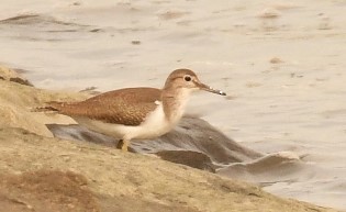 Common Sandpiper - ML626523939