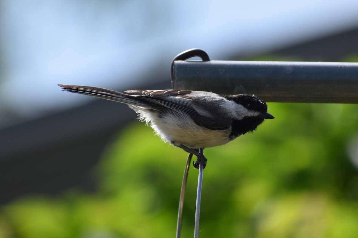 Black-capped Chickadee - ML626523940