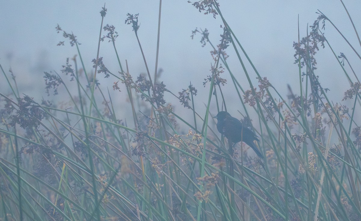 Red-winged Blackbird - ML626523941