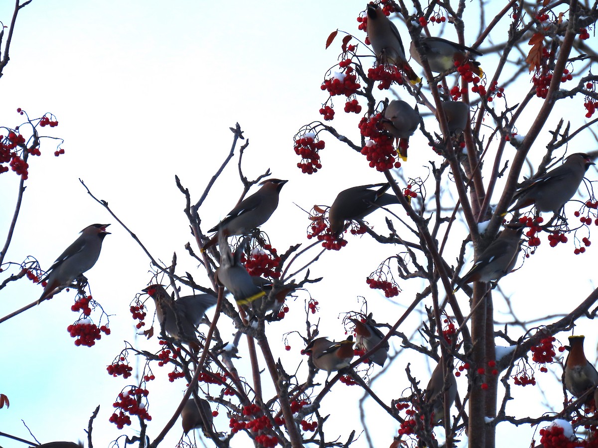 Bohemian Waxwing - ML626523942