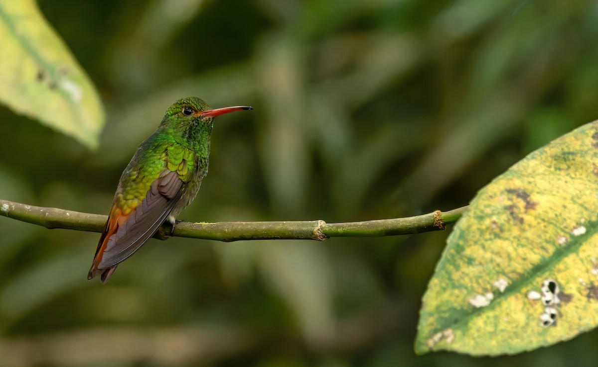 Rufous-tailed Hummingbird (Rufous-tailed) - ML626523943