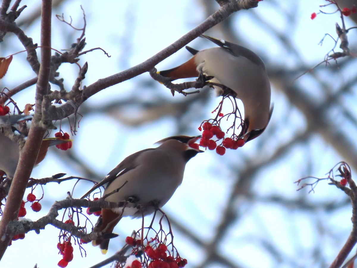 Bohemian Waxwing - ML626523944