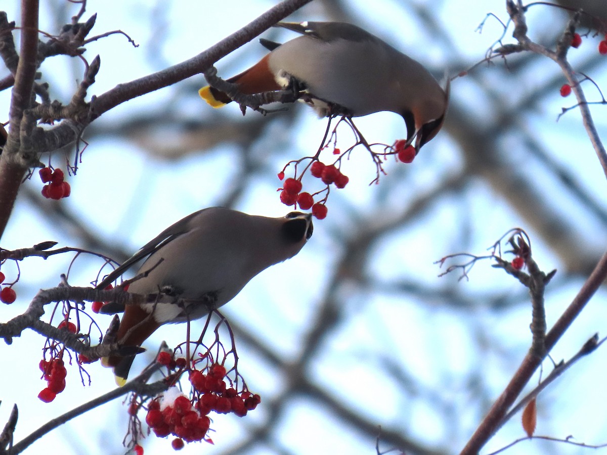 Bohemian Waxwing - ML626523945