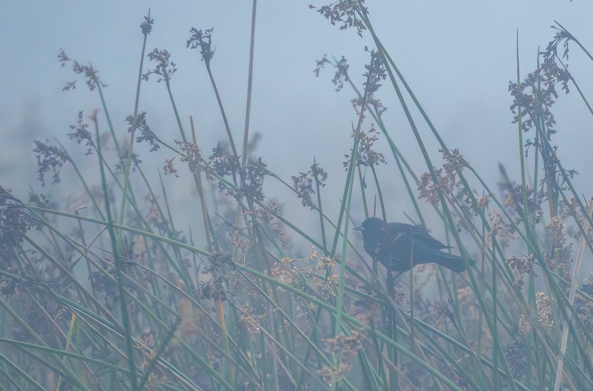 Red-winged Blackbird - ML626523946