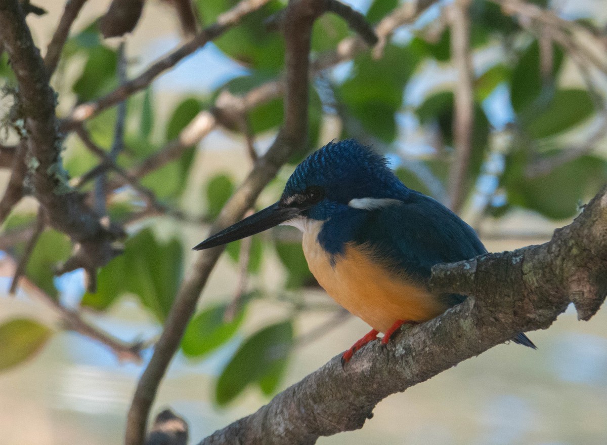 Half-collared Kingfisher - ML626523947