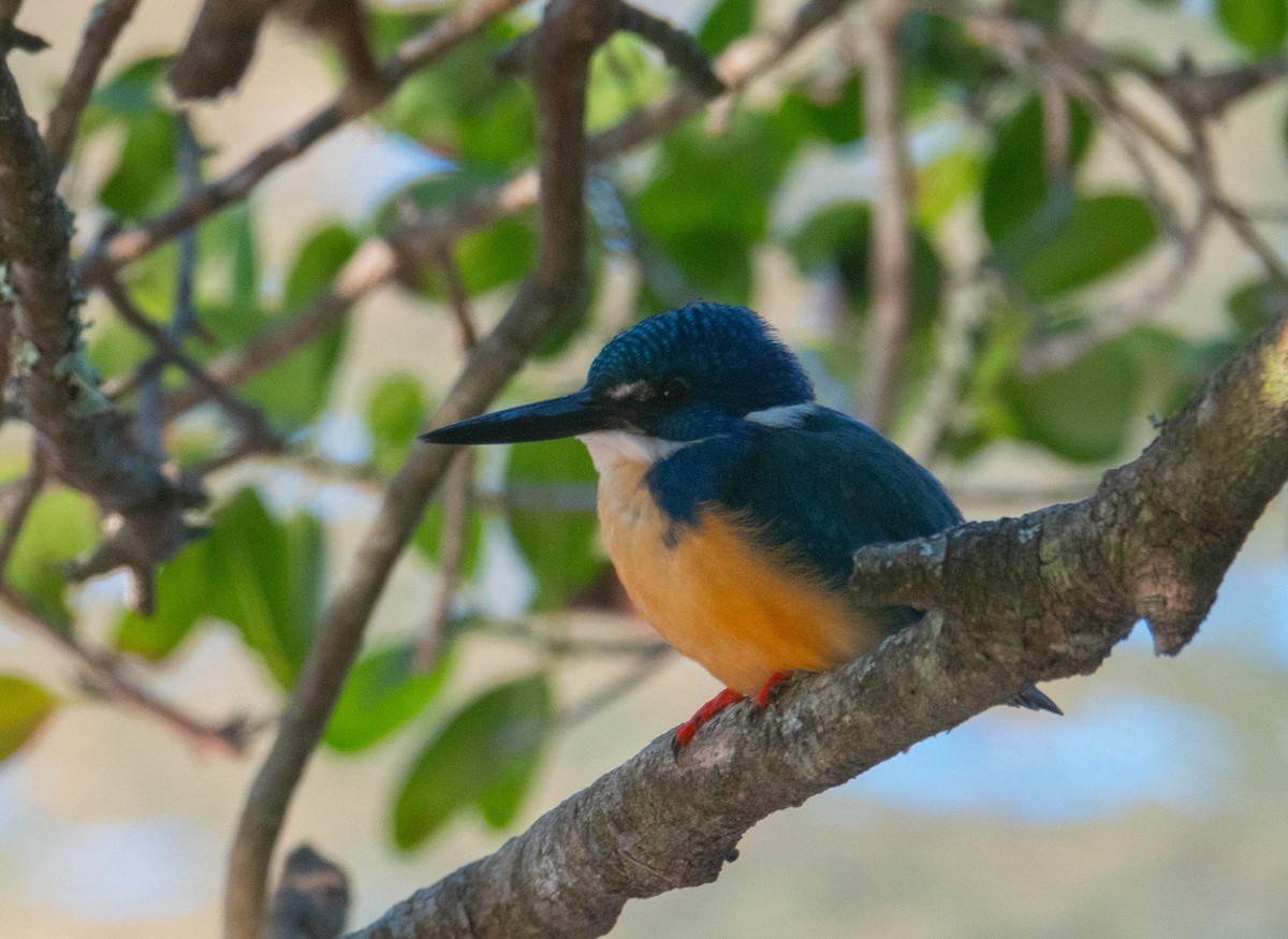 Half-collared Kingfisher - ML626523948