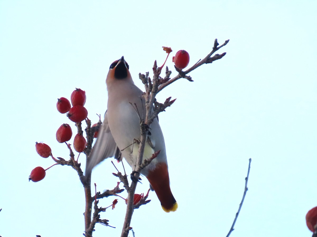 Bohemian Waxwing - ML626523949