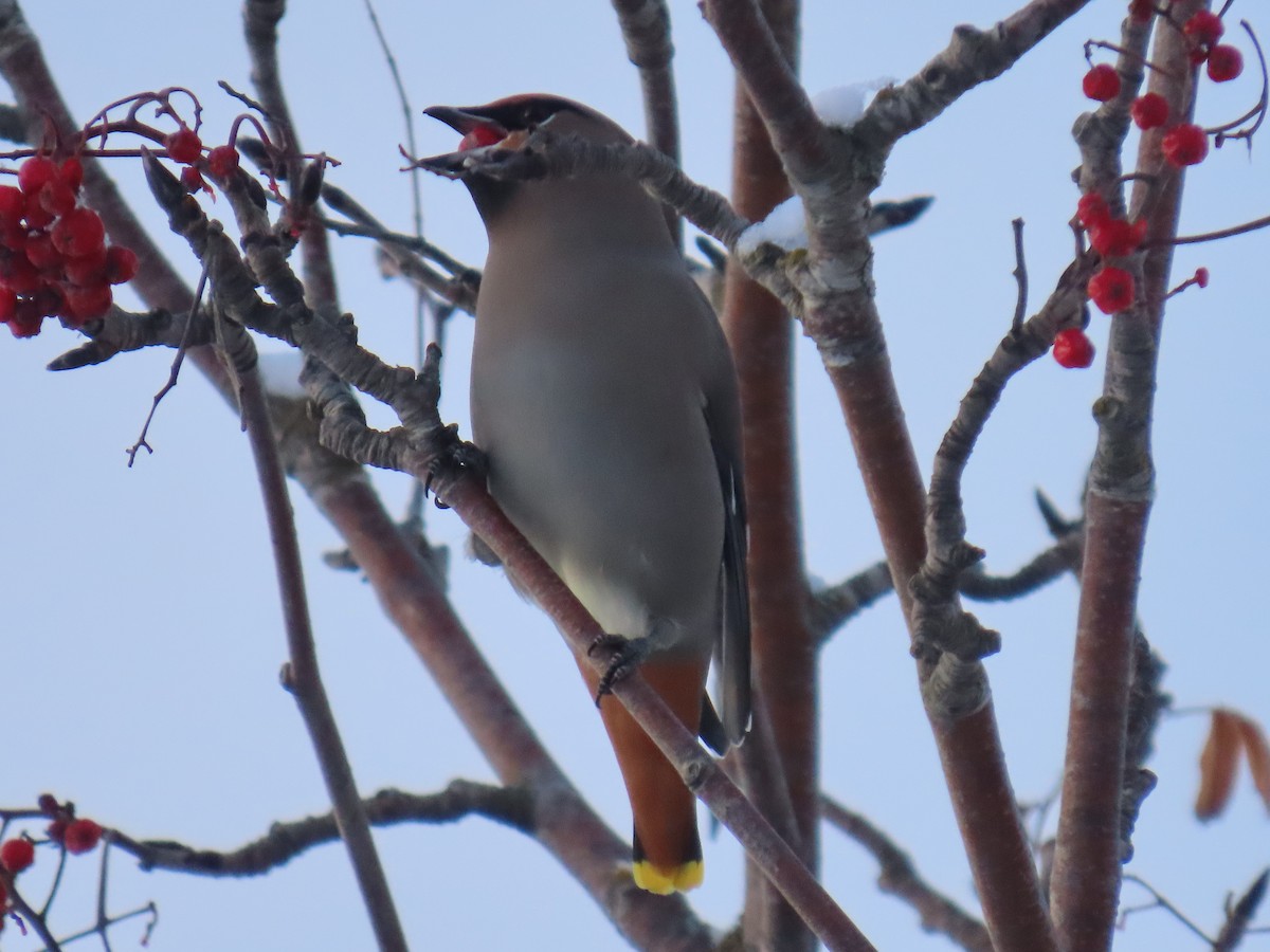 Bohemian Waxwing - ML626523950