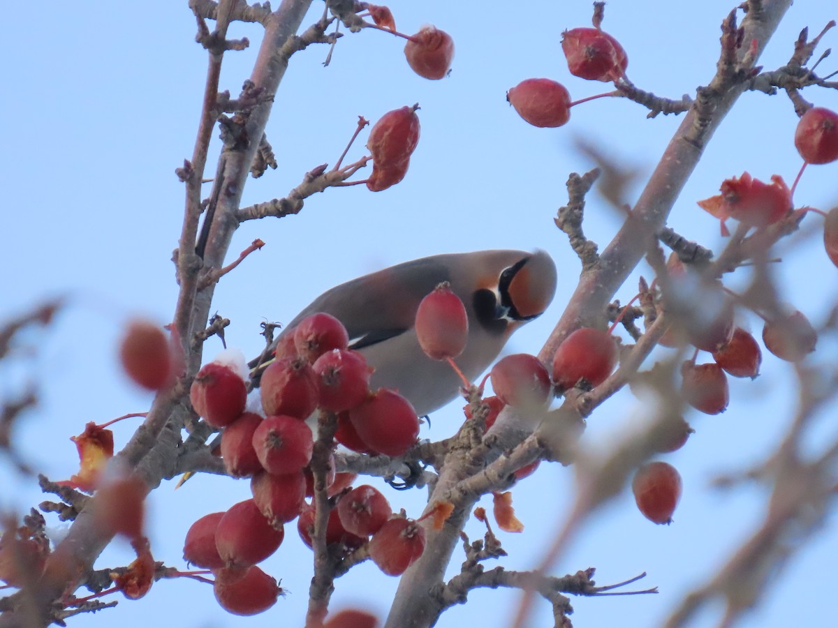 Bohemian Waxwing - ML626523951