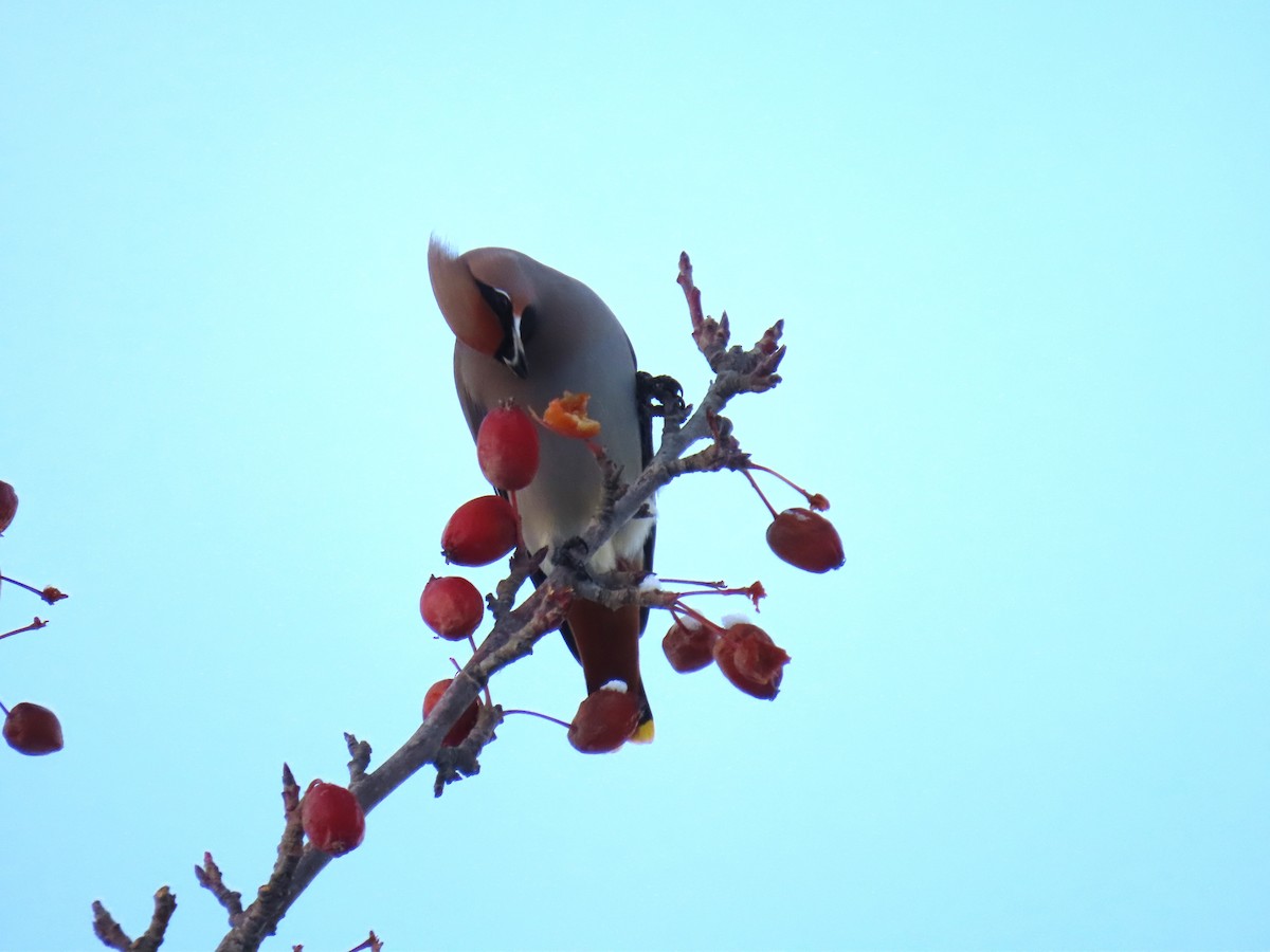 Bohemian Waxwing - ML626523952