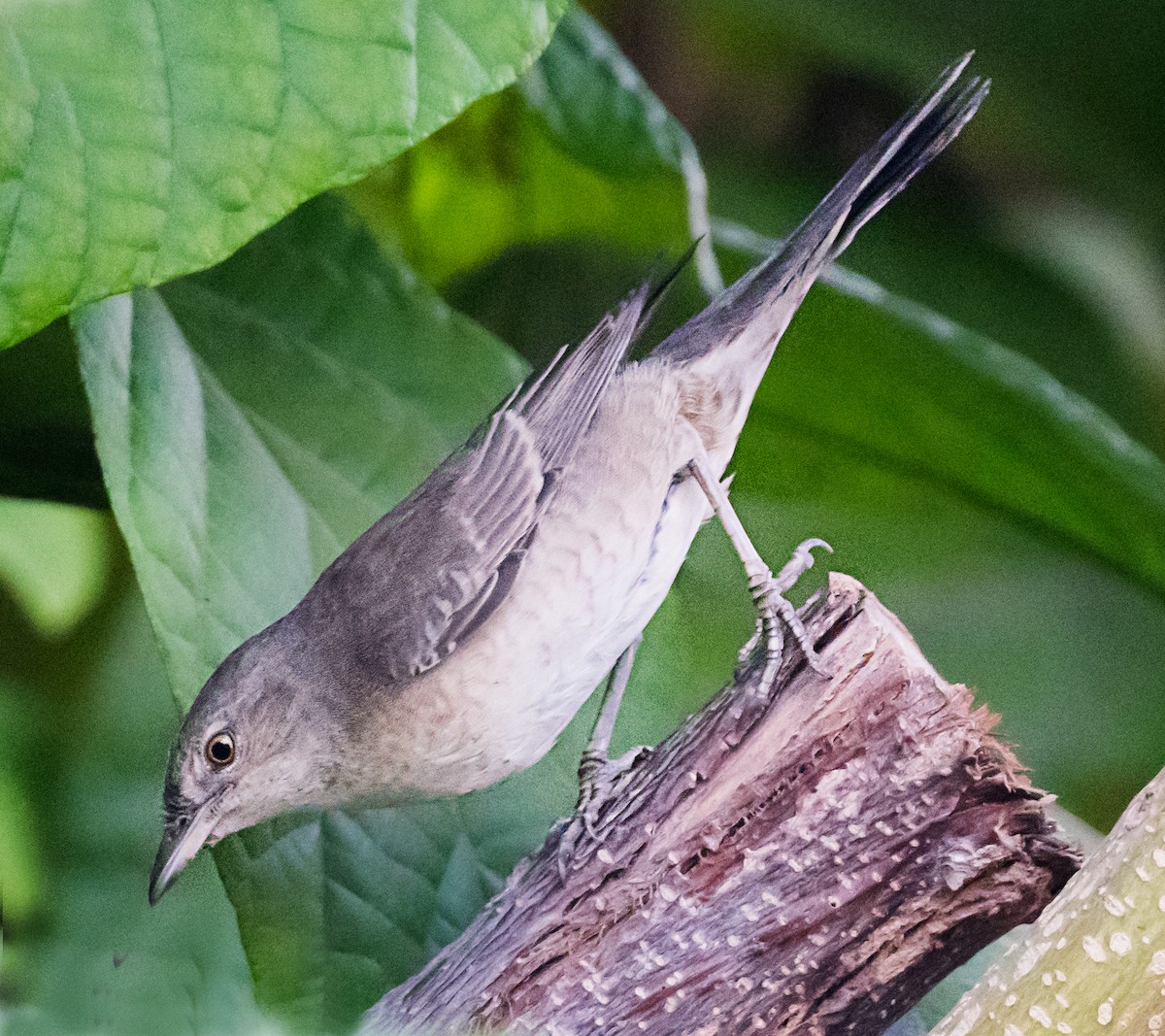 Barred Warbler - ML626523953