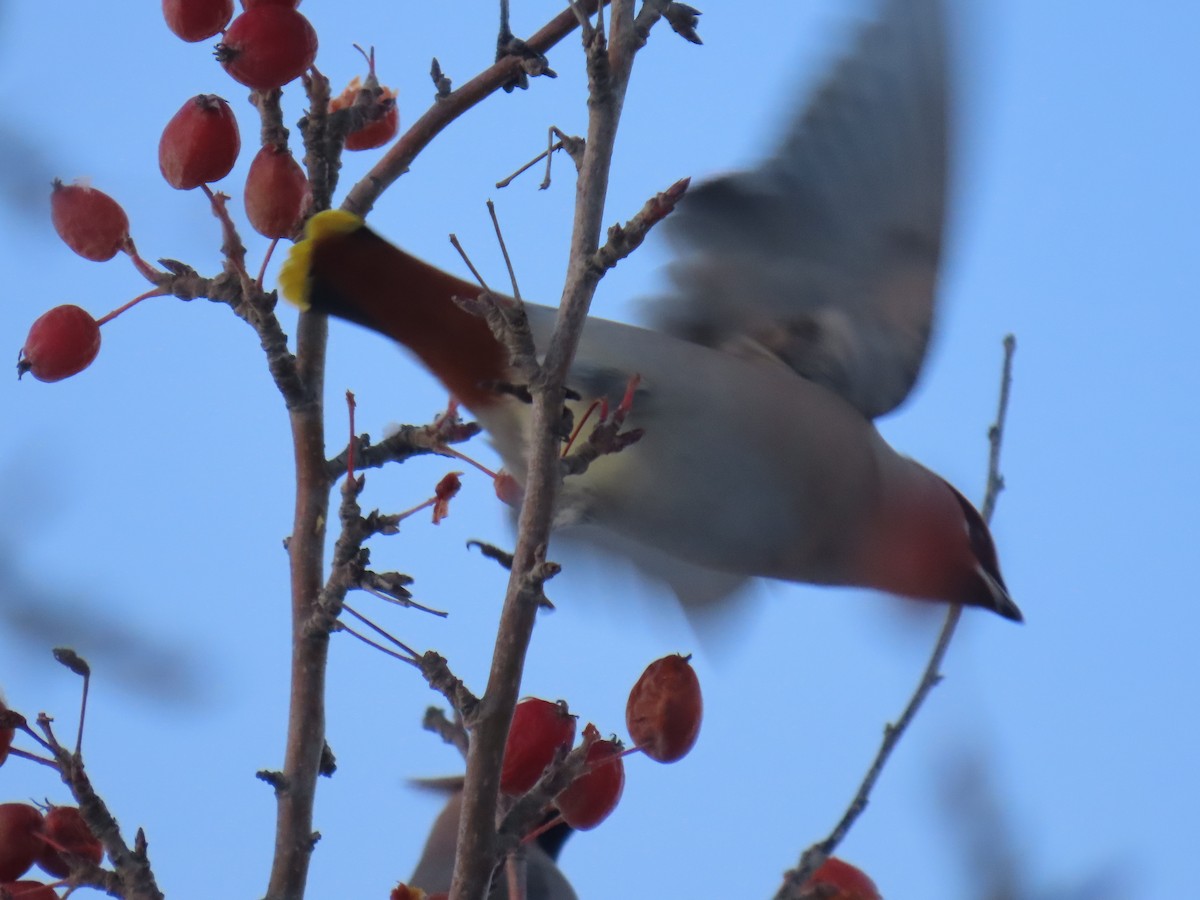 Bohemian Waxwing - ML626523955