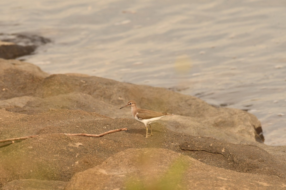 Common Sandpiper - ML626523956