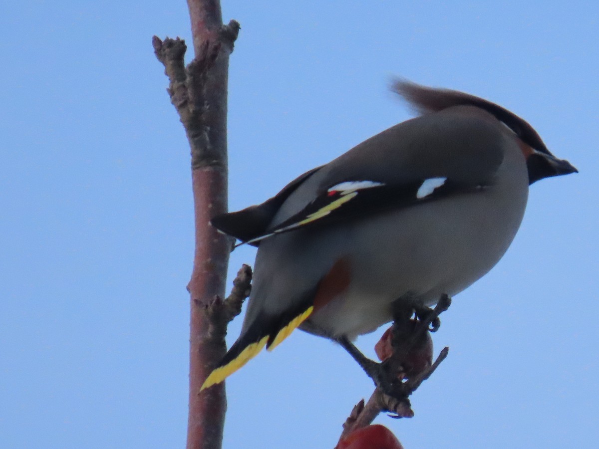 Bohemian Waxwing - ML626523957