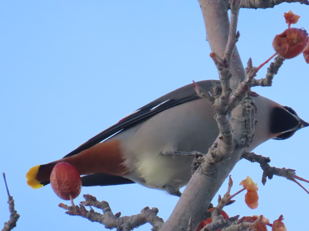 Bohemian Waxwing - ML626523964