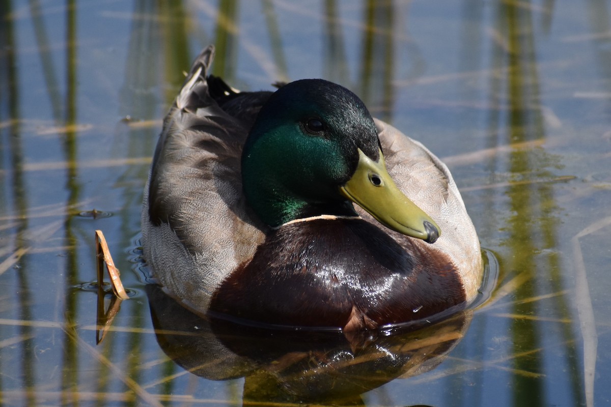 Mallard - ML626523965