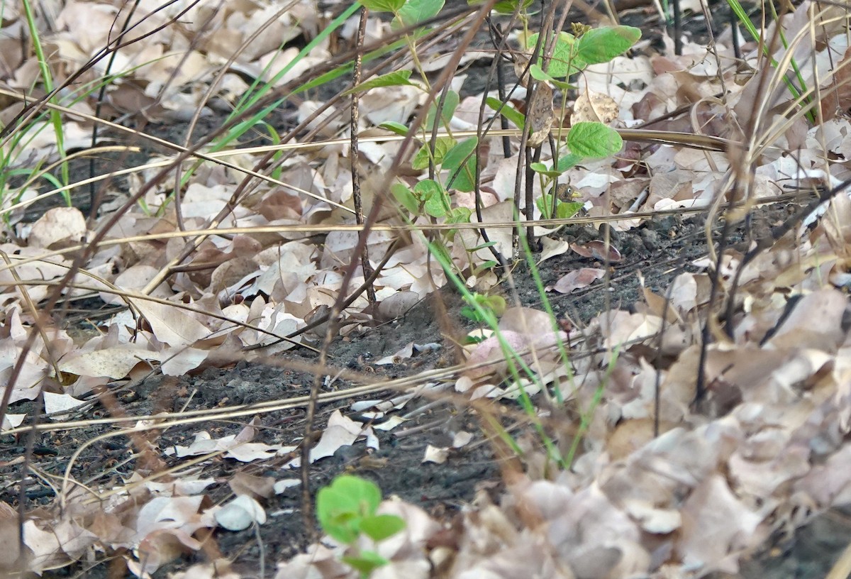 Red-backed Buttonquail - ML626524014