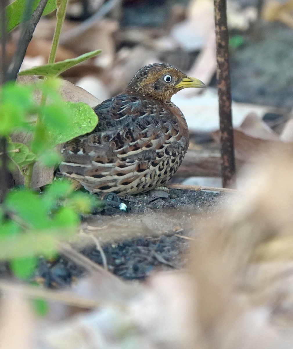 Red-backed Buttonquail - ML626524016