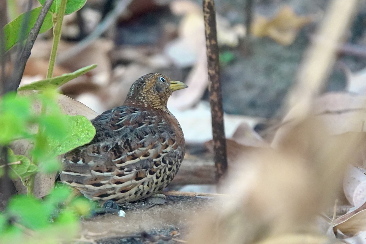 Red-backed Buttonquail - ML626524017